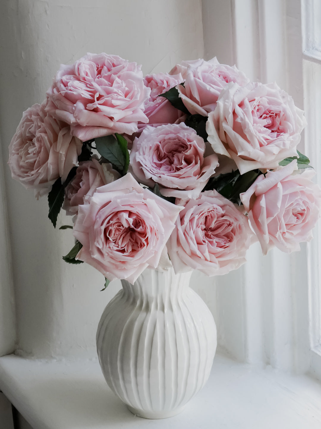 Deluxe & Princess Garden Roses - Princess Hitomi in Light Pink | Hope ...