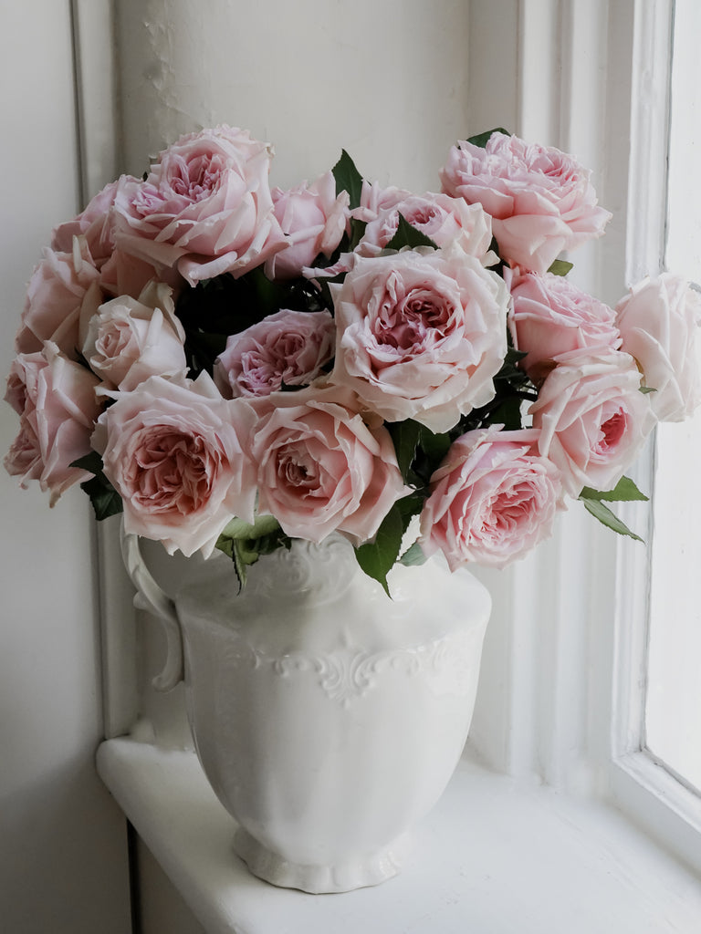 Deluxe & Princess Garden Roses - Princess Hitomi in Light Pink