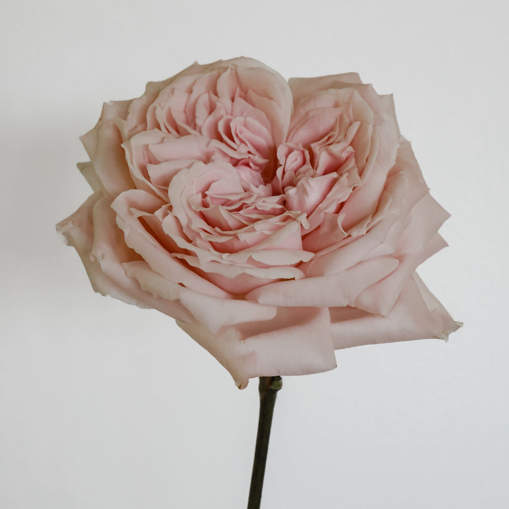 Deluxe & Princess Garden Roses - Princess Hitomi in Light Pink
