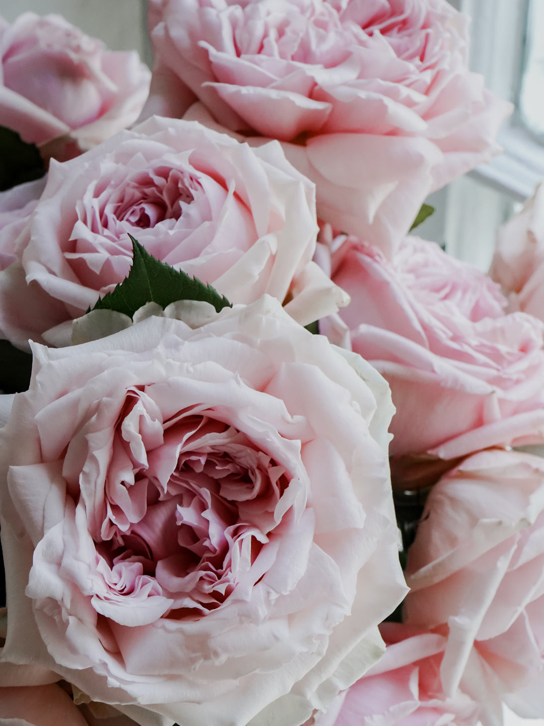 Japanese Garden Roses | Hope Flower Farm
