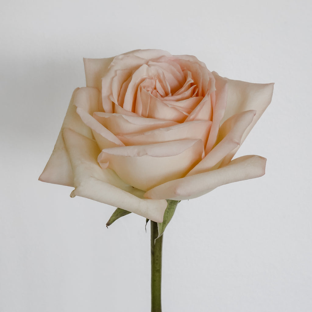 Deluxe & Princess Garden Roses - Princess Maya in Peach