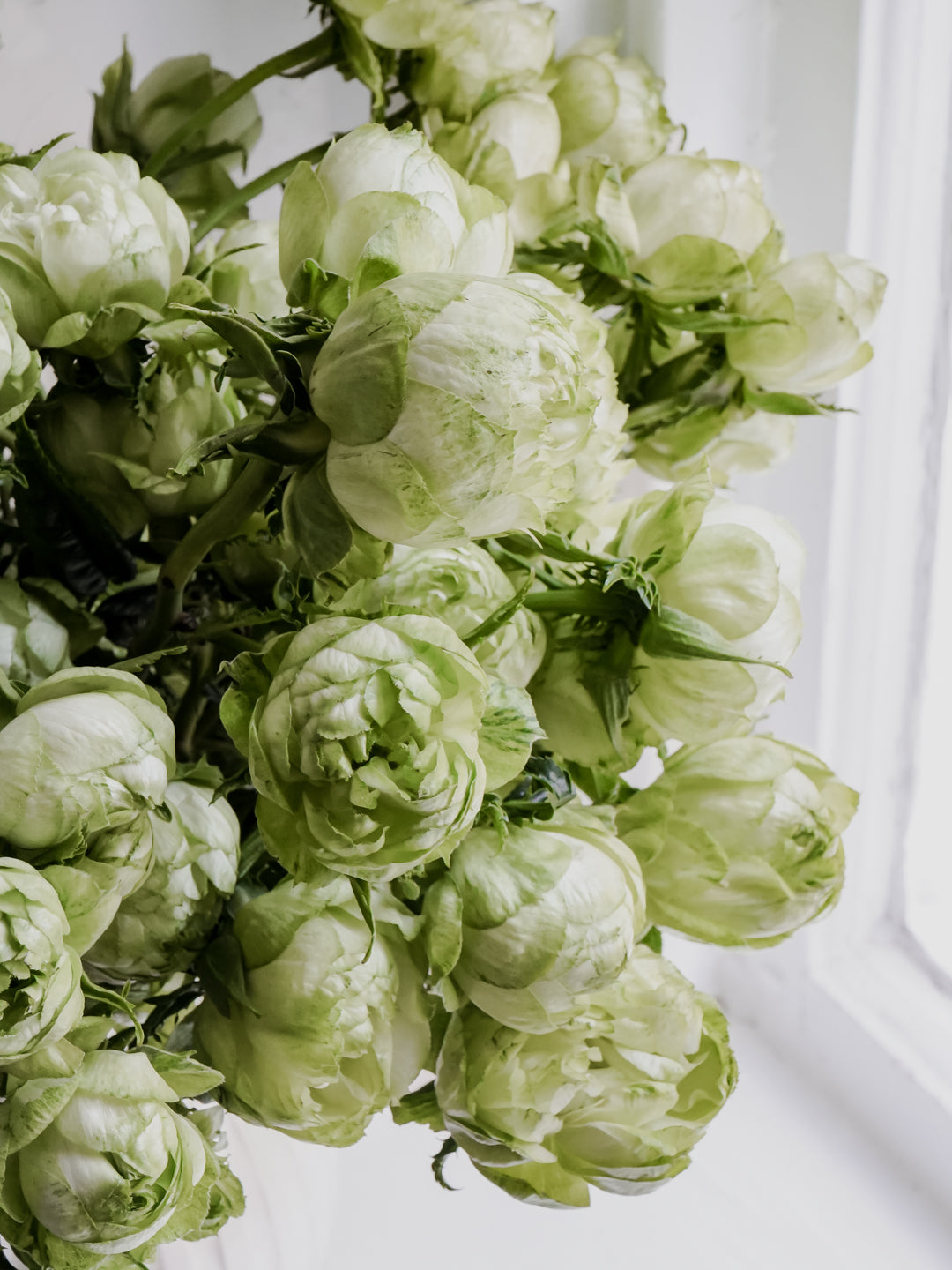 Japanese Garden Roses | Hope Flower Farm