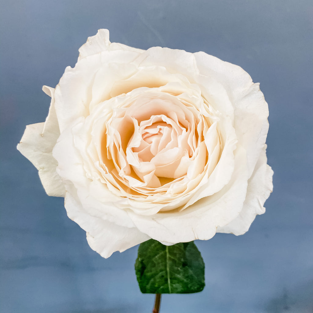 Deluxe & Princess Garden Roses - Princess Miyuki in White