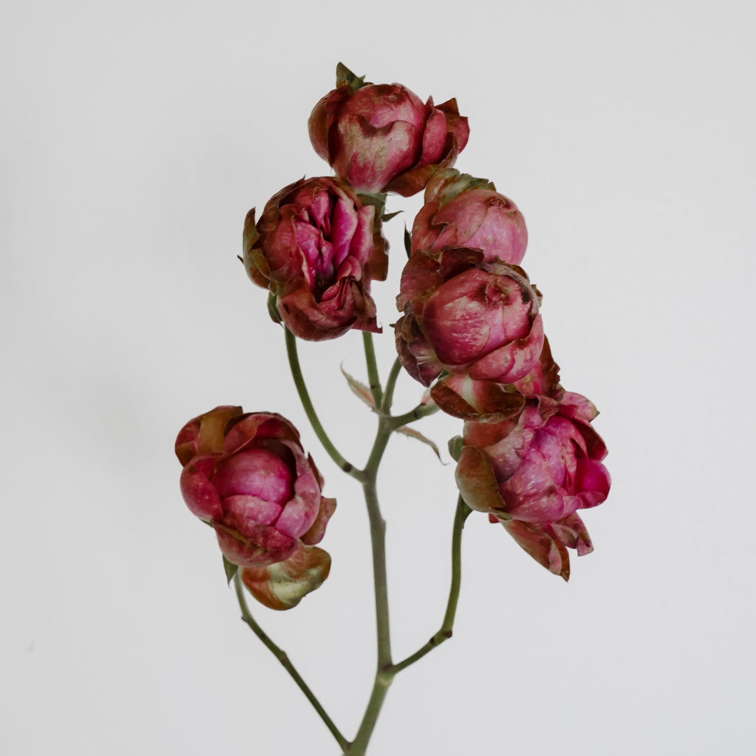 rose♤rose Deluxe & Princess Garden Roses - Princess Pinku Spray in