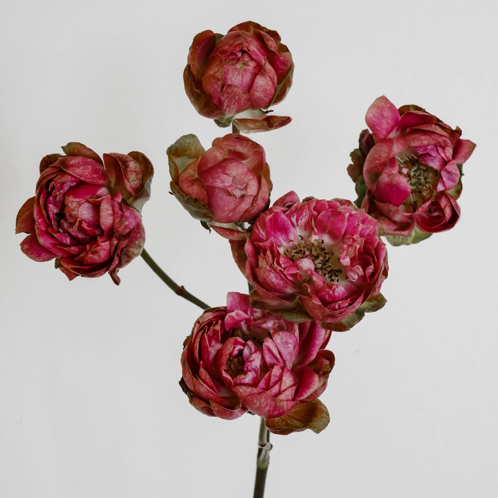 Deluxe & Princess Garden Roses - Princess Pinku Spray in Medium Pink