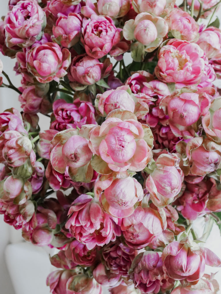 Deluxe & Princess Garden Roses - Princess Pinku Spray in Medium Pink