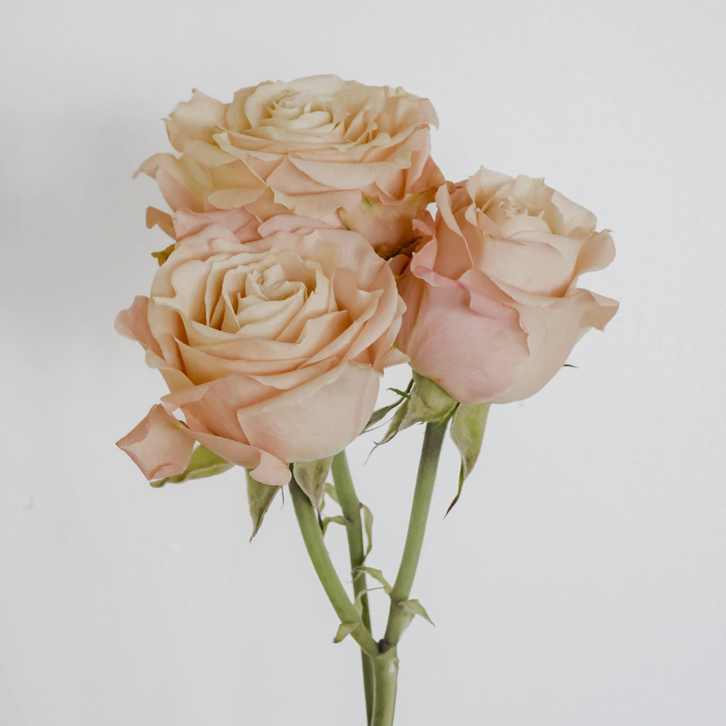 Deluxe & Princess Garden Roses - Sahara Sensation Spray in Tan