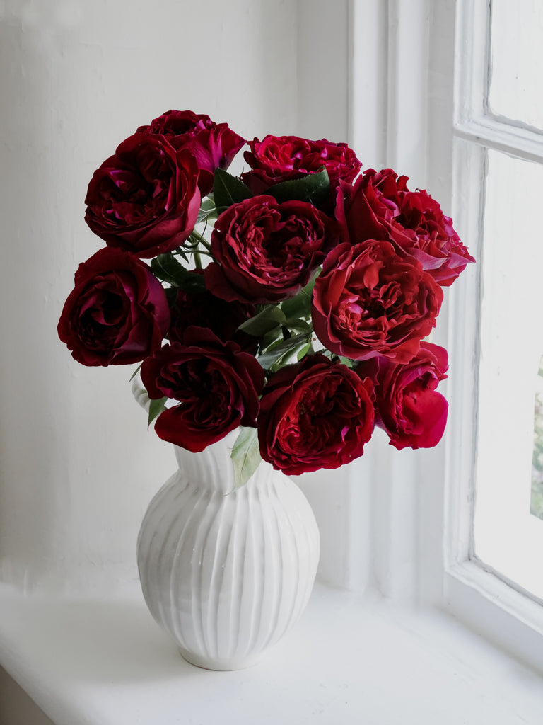 David Austin English Garden Roses - Tess in Red