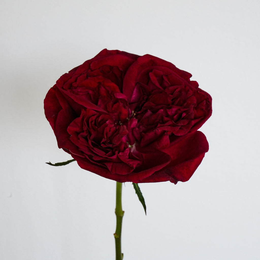 David Austin English Garden Roses - Tess in Red