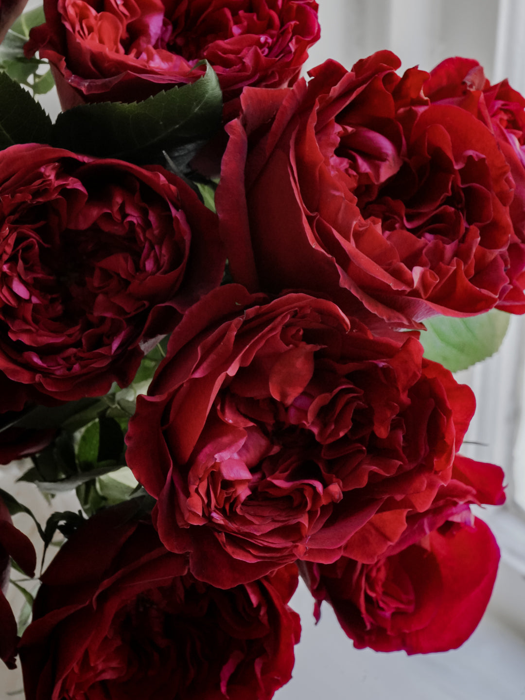 David Austin English Garden Roses - Tess in Red | Hope Flower Farm