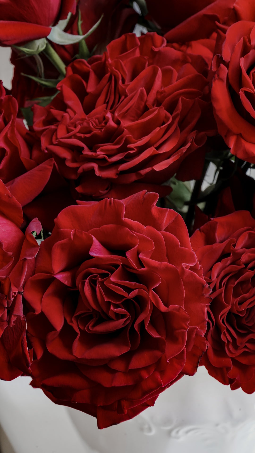 Dark Red Garden Roses Red Roses – Olivia's Garden
