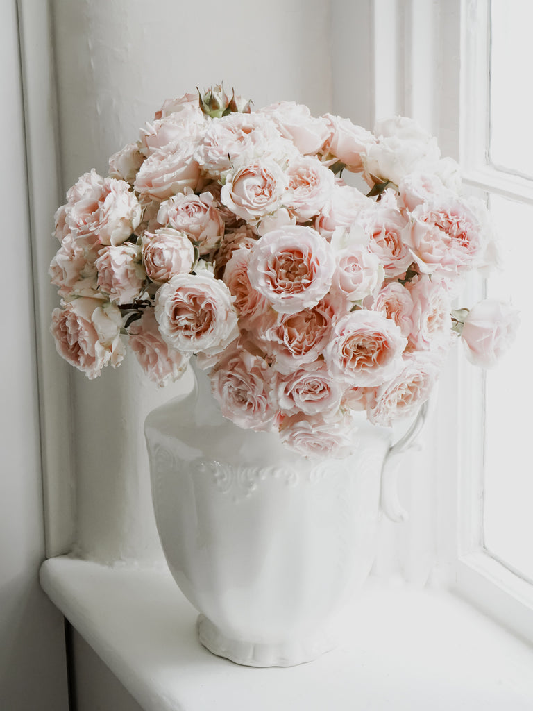 spray roses vs garden roses Deluxe & Princess Garden Roses