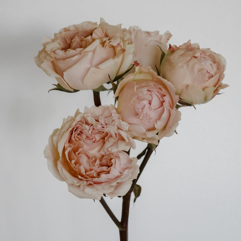 Rowena Roses Deluxe & Princess Garden Roses - Wedding Rosever Spray in Light Pink ...