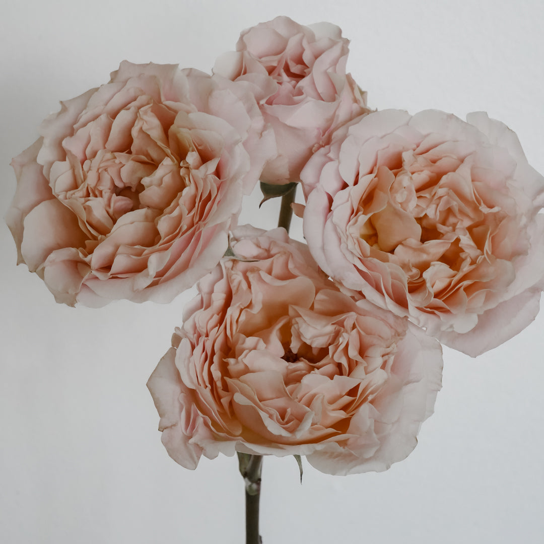 Deluxe & Princess Garden Roses - Wedding Rosever Spray in Light Pink ...