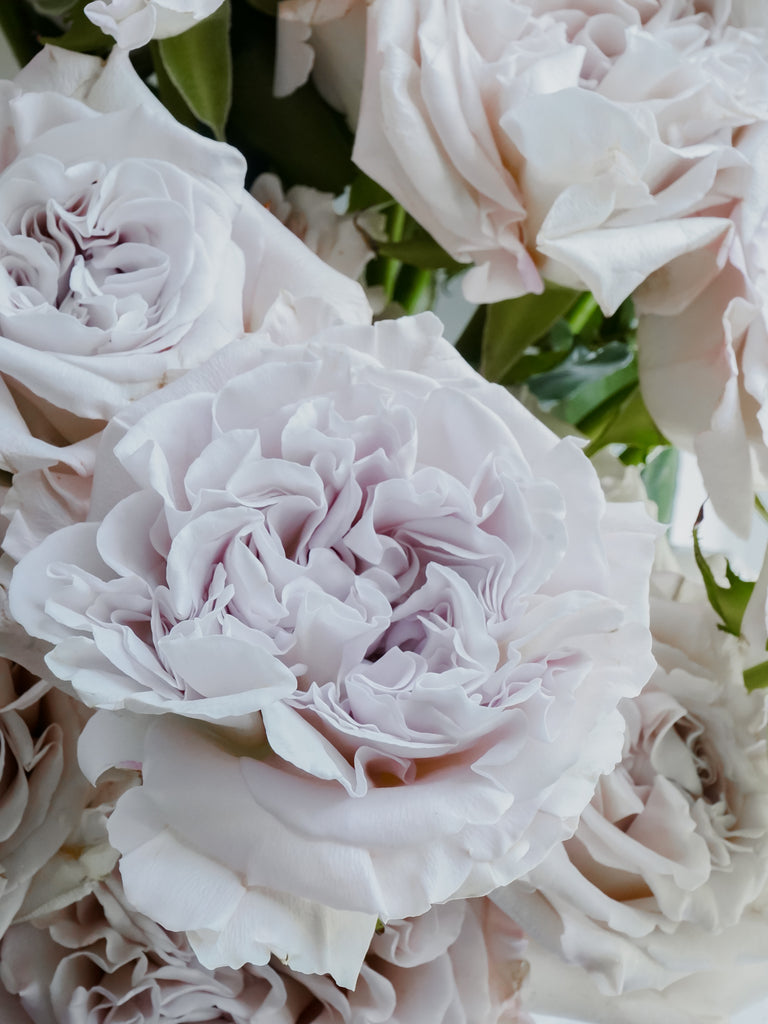 Deluxe & Princess Garden Roses - Westminster Abbey in Silver | Hope ...